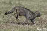 Wilde kat (Felis silvestris)