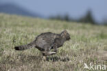 Wildcat (Felis silvestris)