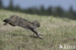 Wilde kat (Felis silvestris)