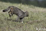 Wilde kat (Felis silvestris)