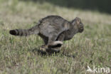 Wilde kat (Felis silvestris)