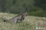 Wildcat (Felis silvestris)