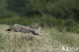 Wilde kat (Felis silvestris)