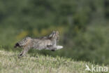 Wilde kat (Felis silvestris)