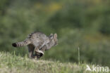 Wilde kat (Felis silvestris)