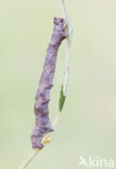 Vroege spanner (Biston strataria)