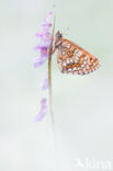 Heath Fritillary (Melitaea athalia)