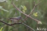 Subalpine Warbler (Sylvia cantillans)