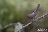 Subalpine Warbler (Sylvia cantillans)