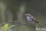 Bergfluiter (Phylloscopus bonelli)