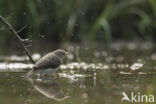 Bonelli s Warbler (Phylloscopus bonelli)