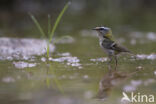 Firecrest (Regulus ignicapillus)