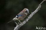 Vlaamse Gaai (Garrulus glandarius)