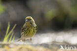 European Serin (Serinus serinus)