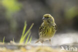 European Serin (Serinus serinus)