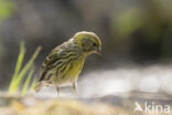 European Serin (Serinus serinus)