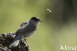 Blackcap (Sylvia atricapilla)