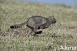 Wilde kat (Felis silvestris)