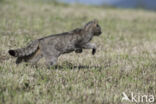 Wilde kat (Felis silvestris)