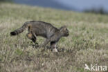 Wildcat (Felis silvestris)