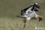 Egyptian vulture (Neophron percnopterus)