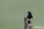 Black-billed Magpie (Pica pica)