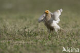 Egyptian vulture (Neophron percnopterus)