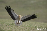 Egyptian vulture (Neophron percnopterus)