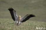 Egyptian vulture (Neophron percnopterus)