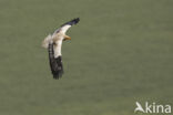 Egyptian vulture (Neophron percnopterus)