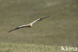 Egyptian vulture (Neophron percnopterus)