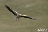 Egyptian vulture (Neophron percnopterus)