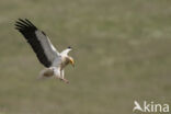 Egyptian vulture (Neophron percnopterus)