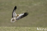 Egyptian vulture (Neophron percnopterus)