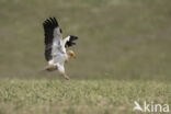 Egyptian vulture (Neophron percnopterus)