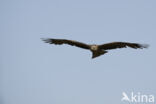 Black Kite (Milvus migrans)