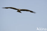 Black Kite (Milvus migrans)