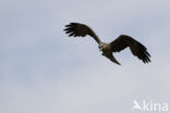 Black Kite (Milvus migrans)