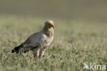 Egyptian vulture (Neophron percnopterus)