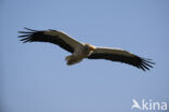 Egyptian vulture (Neophron percnopterus)