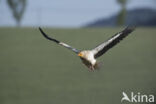 Egyptian vulture (Neophron percnopterus)