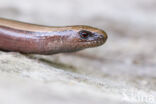 Slow Worm (Anguis fragilis)