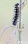 Small Tortoiseshell (Aglais urticae)