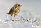 European Robin (Erithacus rubecula)