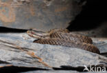 Common Viper (Vipera berus)