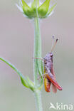 Rufous Grasshopper (Gomphocerippus rufus)