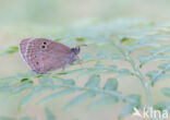 Ringlet (Aphantopus hyperantus)