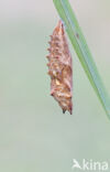 Small Tortoiseshell (Aglais urticae)