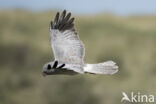 Northern Harrier