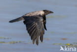 Hooded Crow (Corvus cornix)